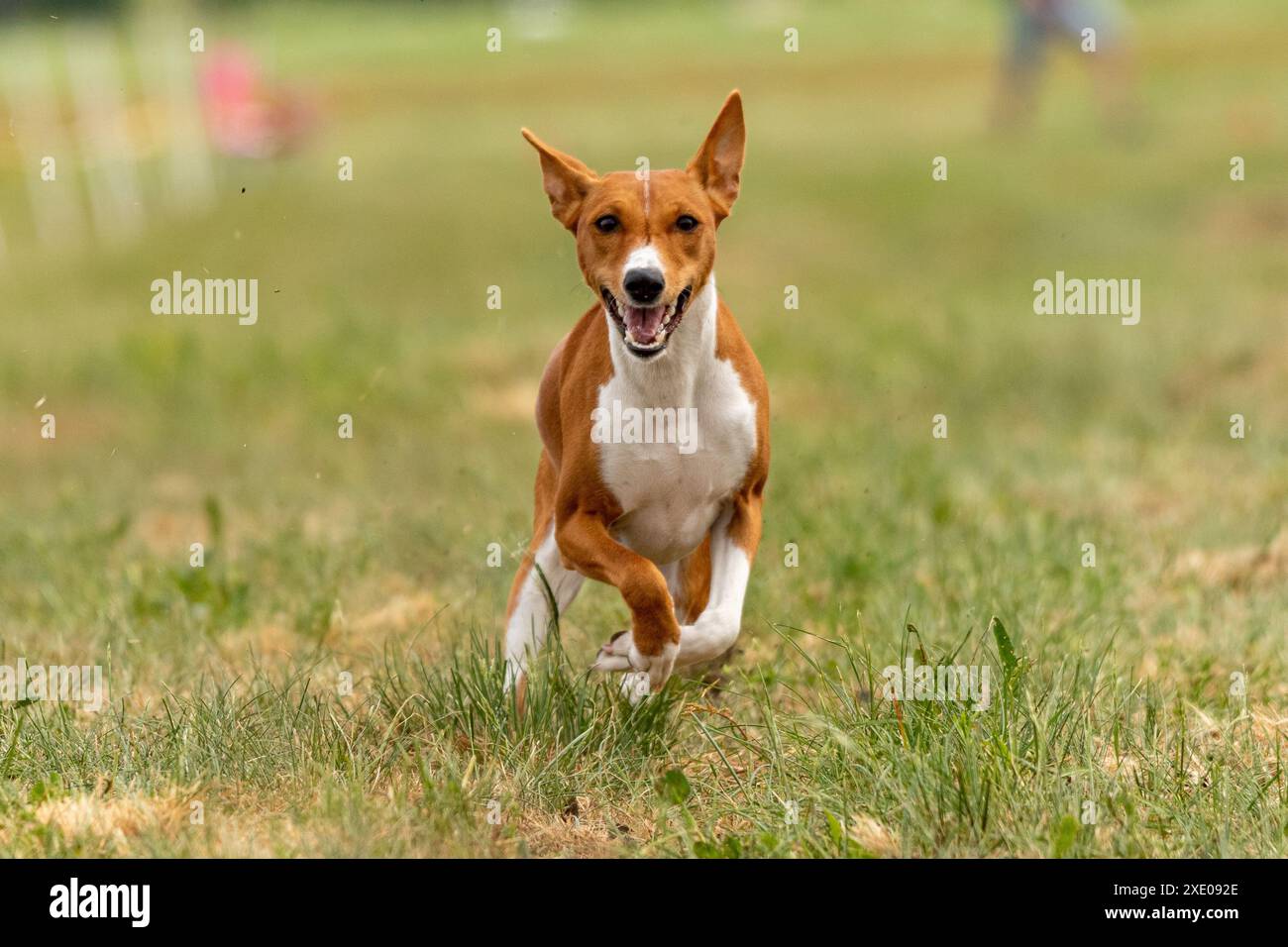 Basenji puppy first time running on the field Stock Photo - Alamy
