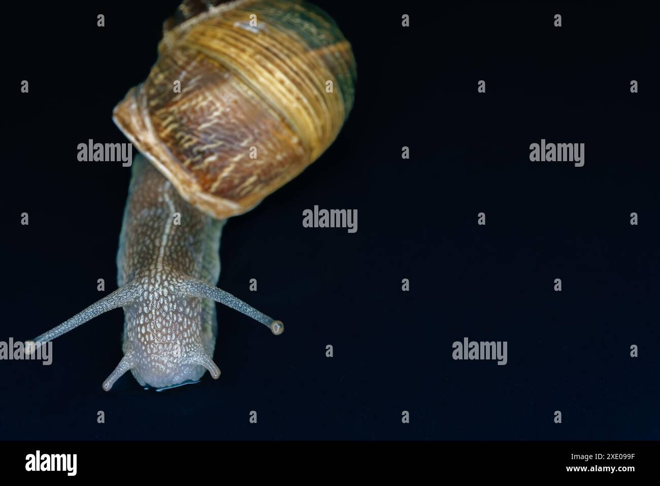 Close up slow motion black hi res stock photography and images Alamy