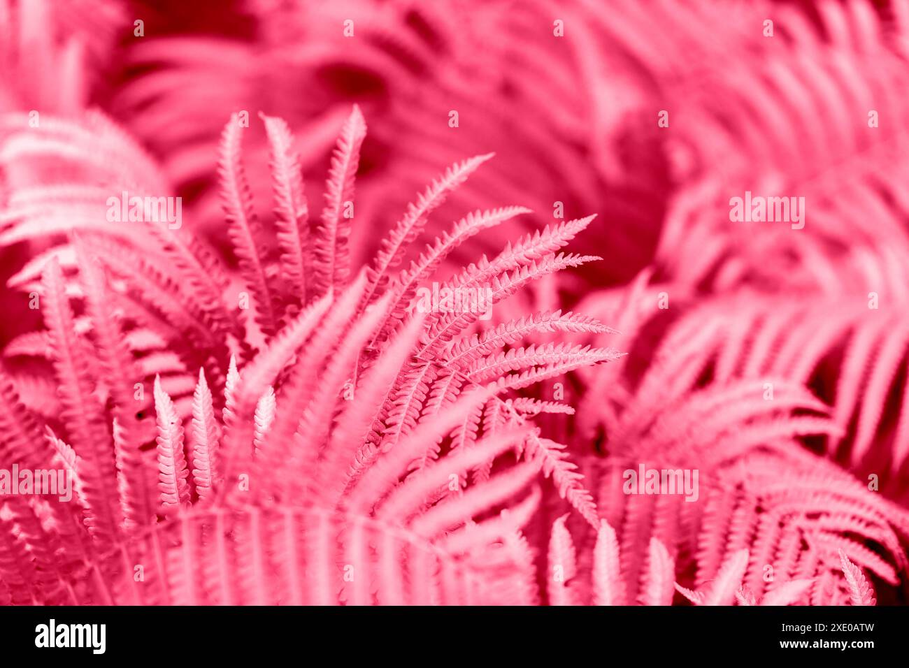 Fern in the forest stock photo alamy