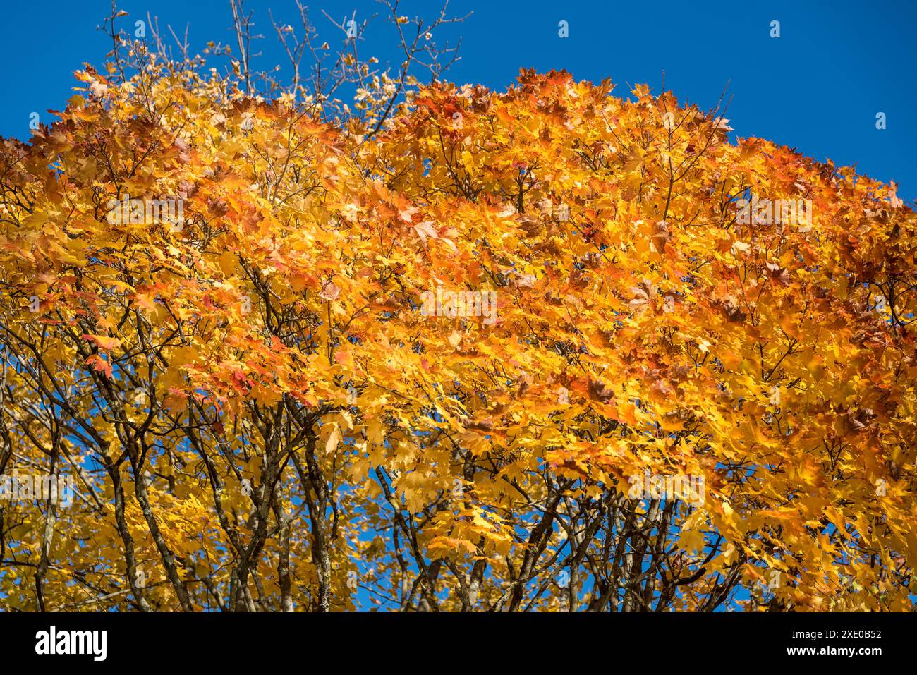 Maple R Tree Color Bright colors of a maple tree in autumn - deciduous tree Stock Photo ...