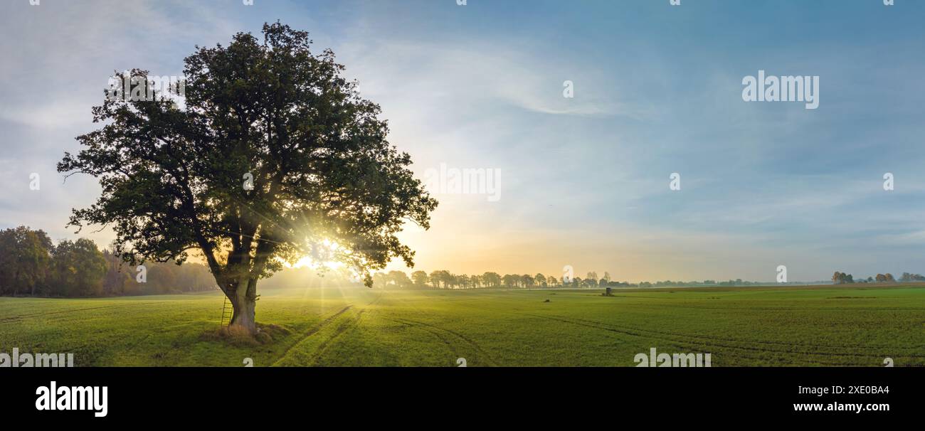 Panorama view of lonely tree in a foggy farm field in the morning haze ...