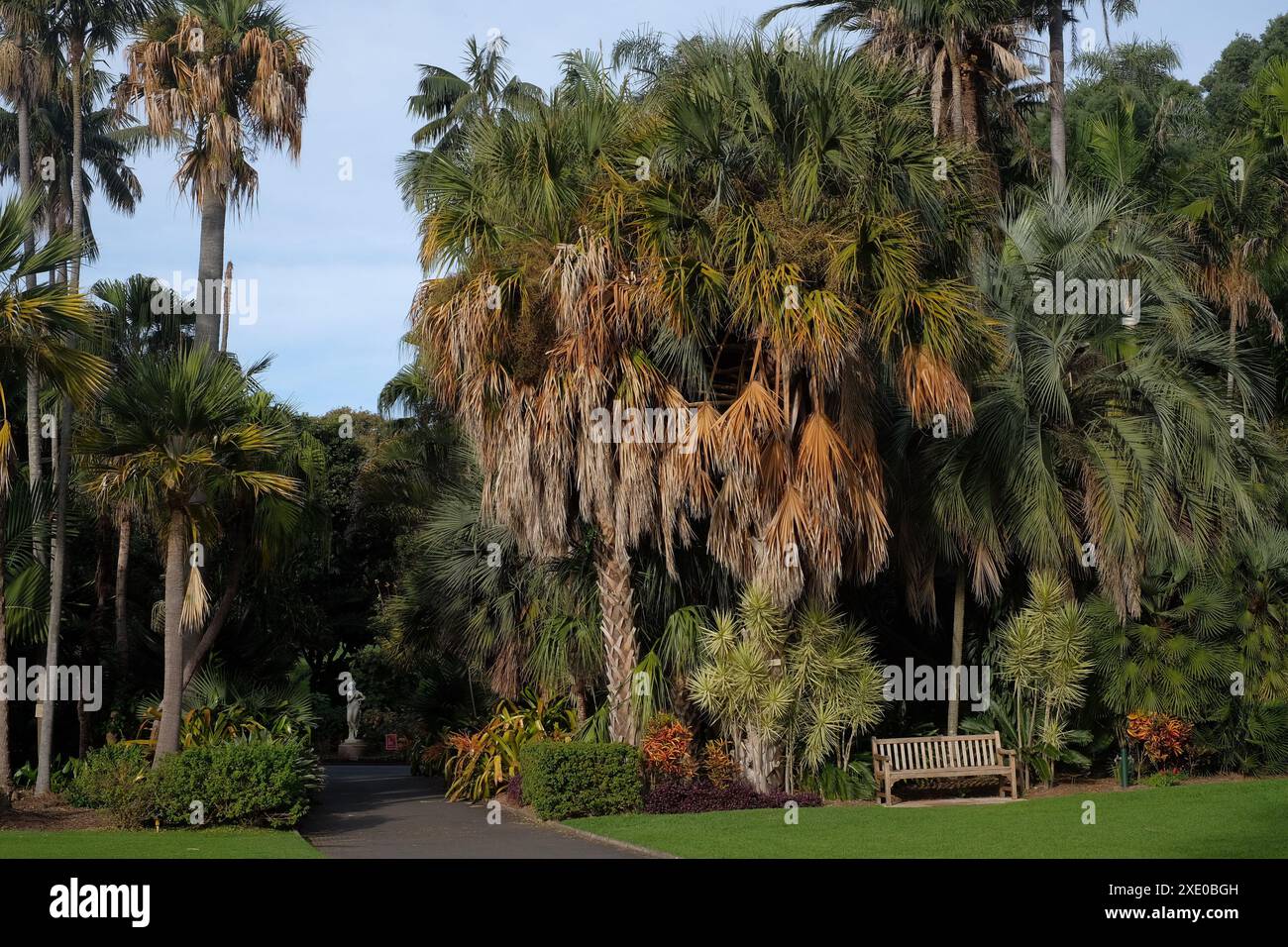 Royal Botanic Garden Sydney at Farm Cove, a wooden bench nestled under a dense forest of tall palm trees in the, a Mable statue along a walking path. Stock Photo