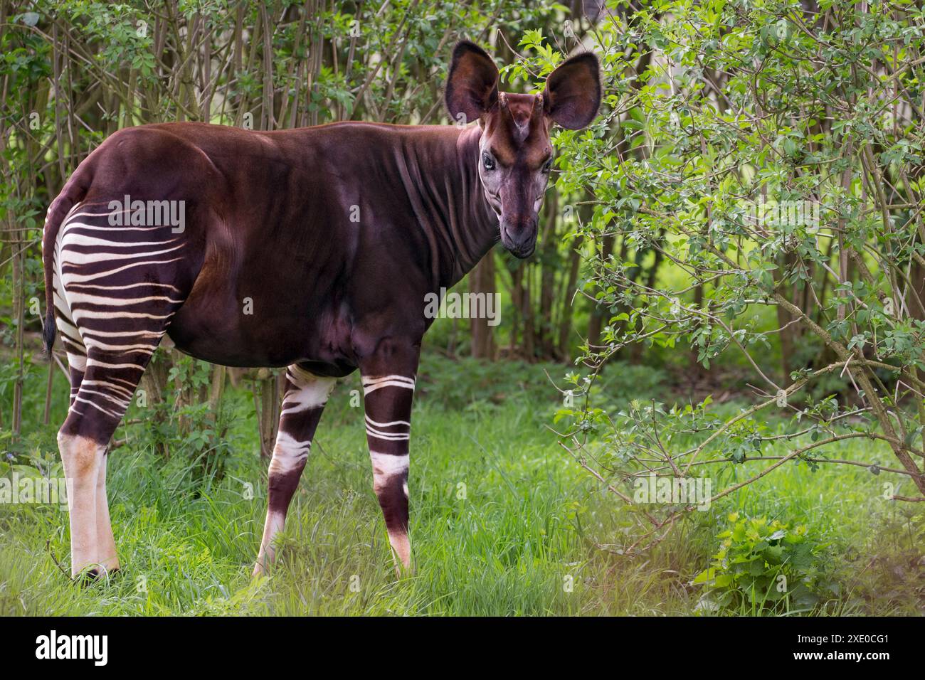 Okapi close up hi-res stock photography and images - Alamy
