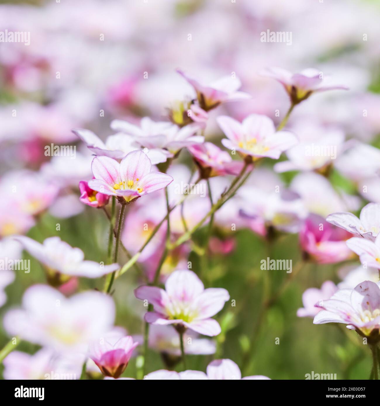 Delicate white pink flowers of Saxifrage moss in spring garden Stock Photo