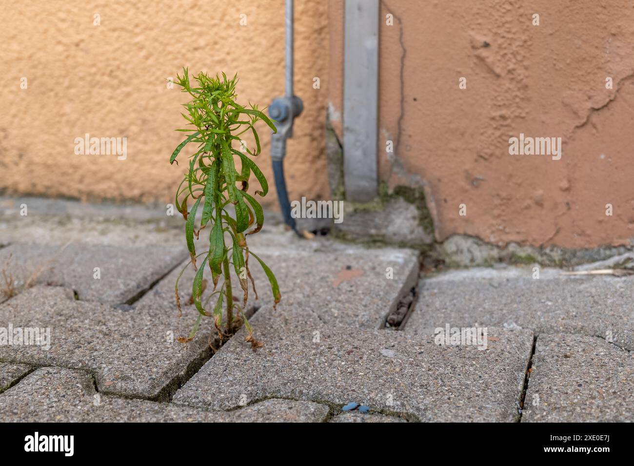 Weeds growing between paving hi-res stock photography and images - Alamy