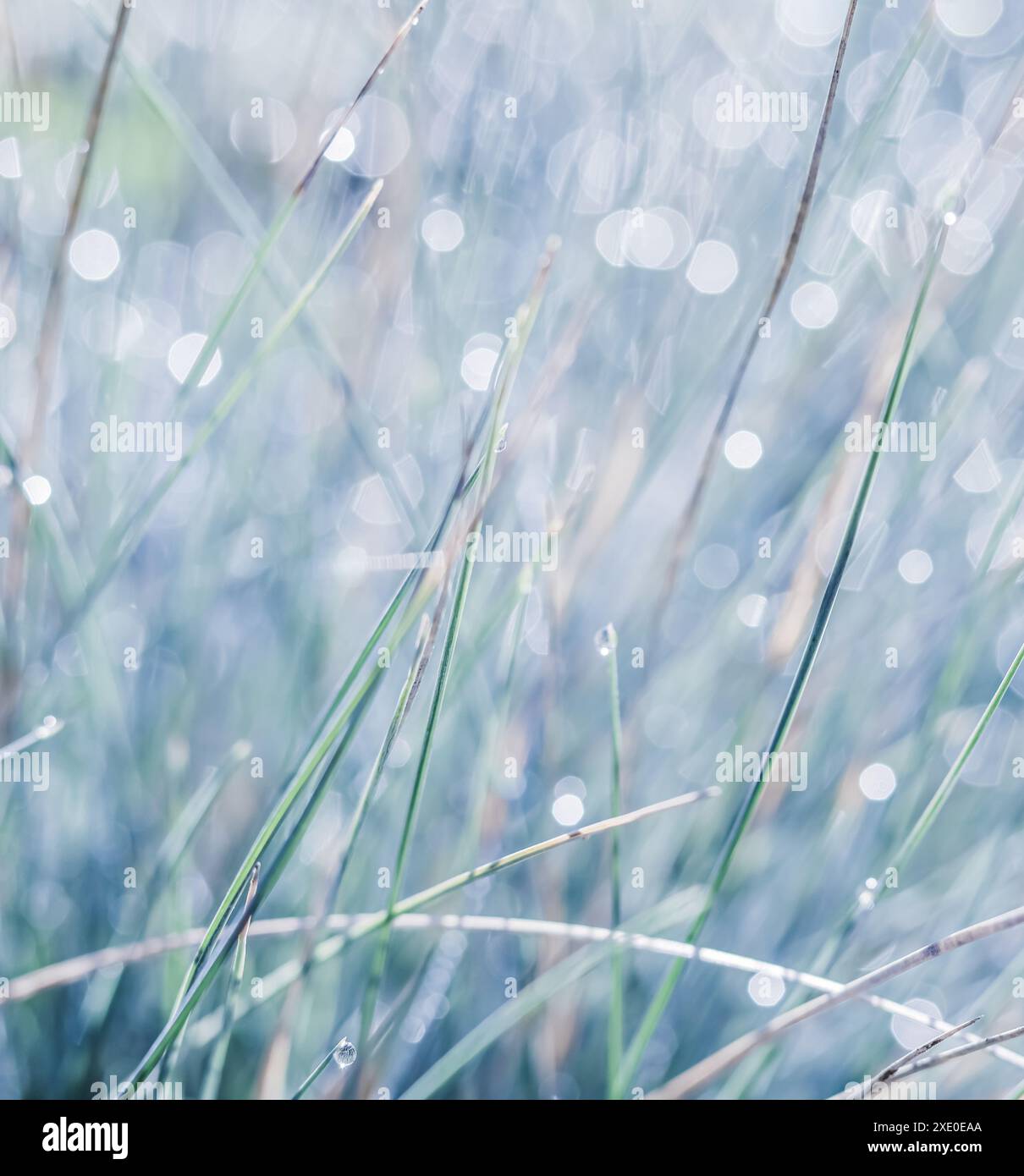 Blue white background of ornamental grass with water drops. Soft focus ...