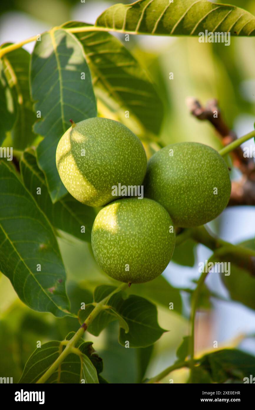 Green walnuts on a tree close-up. Stock Photo