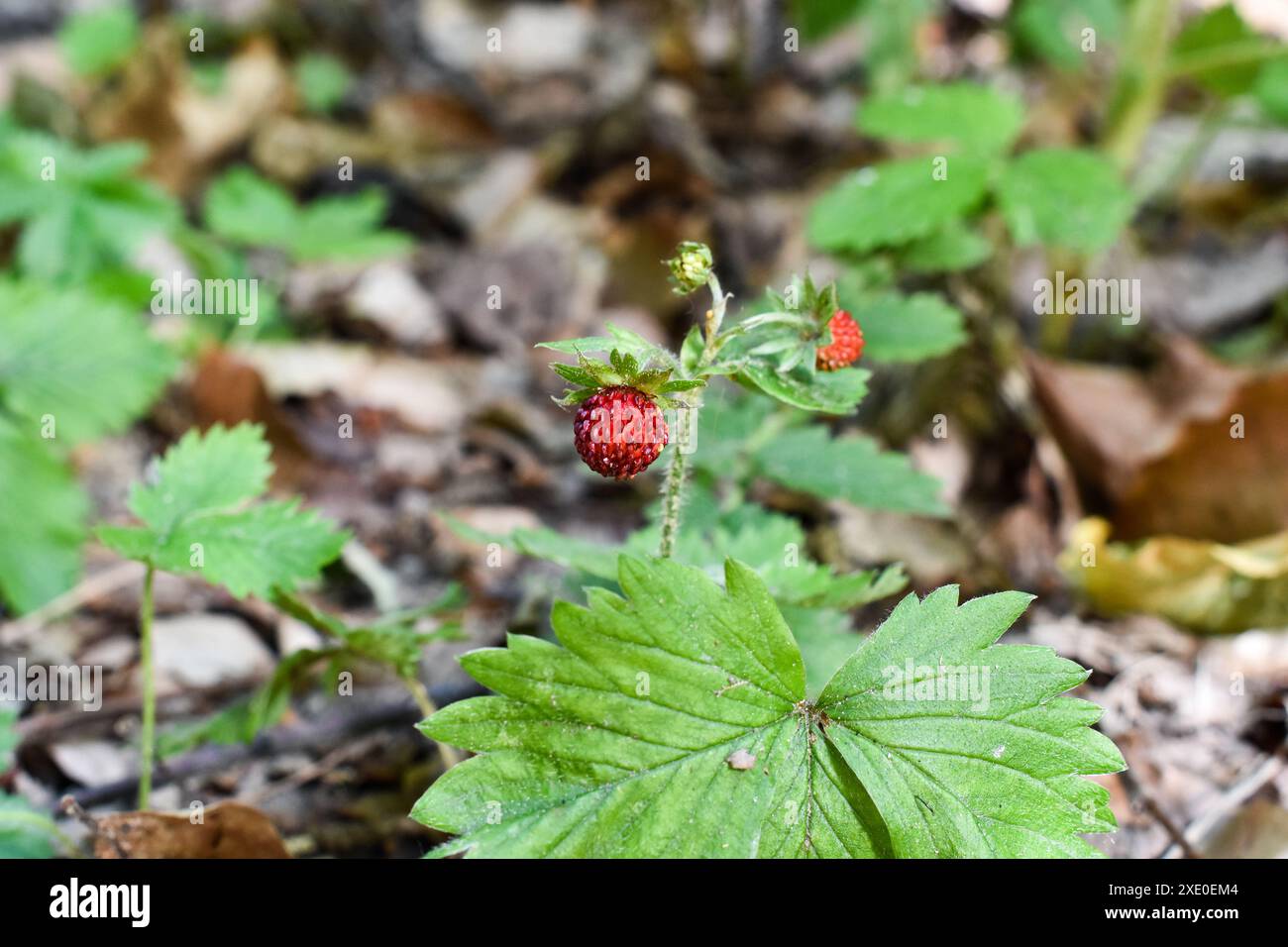Wild strawberry in the forest Stock Photo - Alamy
