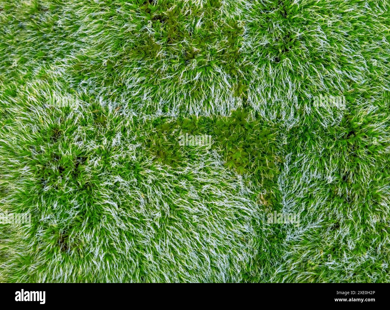 Dew drops on bright green grass Stock Photo