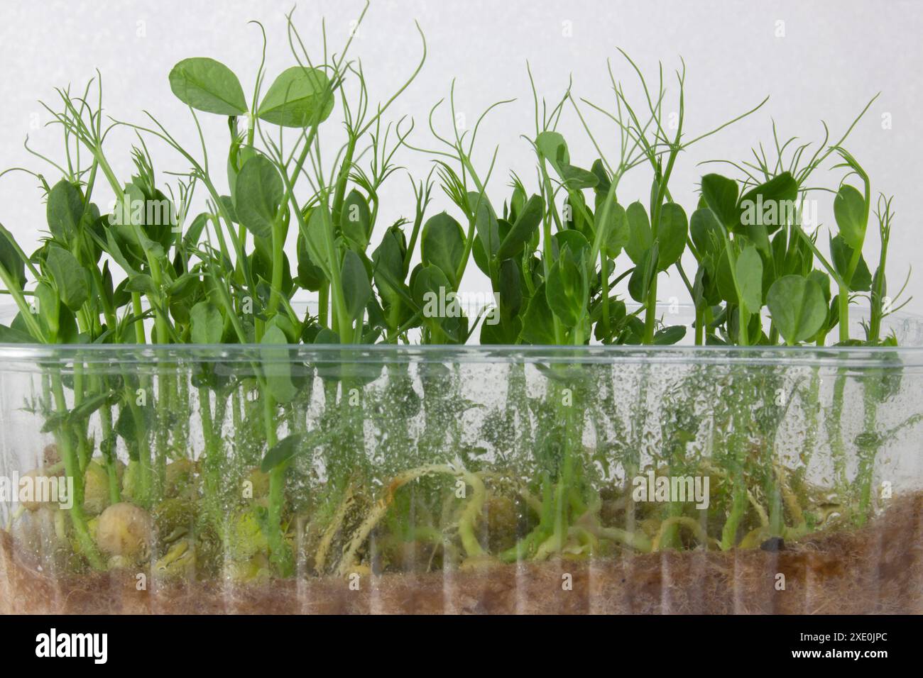 Peas of microgreens growing in a plastic container. Stock Photo
