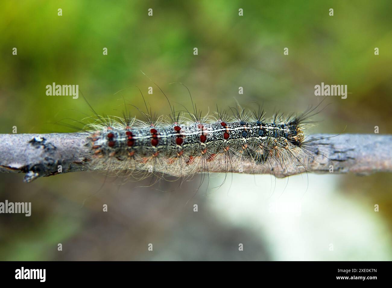 Hairy gypsy moth caterpillar macro hi-res stock photography and images ...