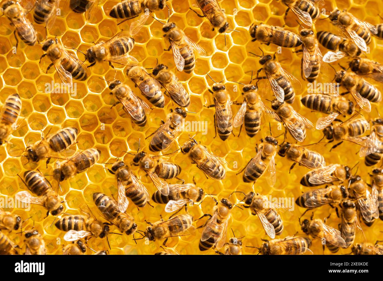 Construction hive of wild bees hi-res stock photography and images - Alamy