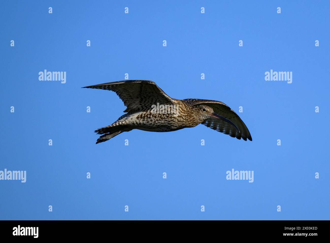 Curlew In Flight Eurasian curlew in flight (tall wader, curving beak, head & body ...