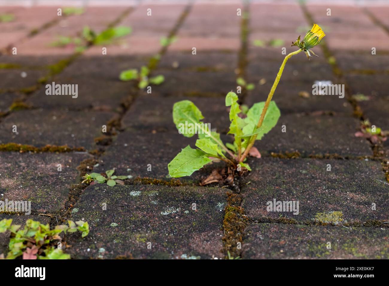 Vegetation growing between concrete hi-res stock photography and images ...