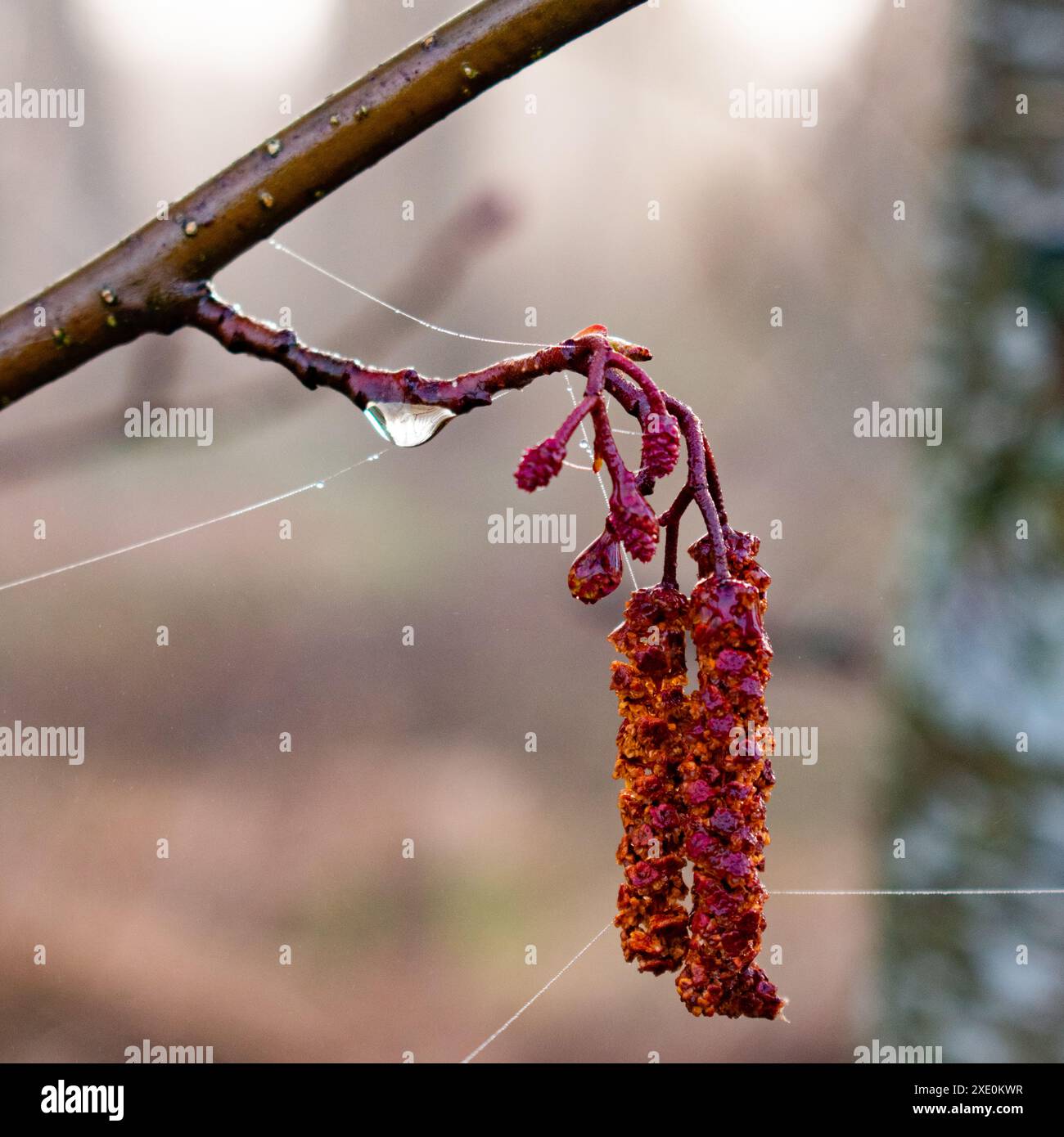 Birch blossom with raindrops Stock Photo