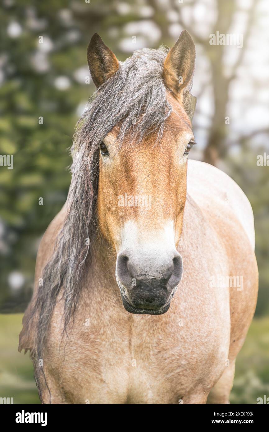 Portrait of a cold blooded horse in France Stock Photo - Alamy