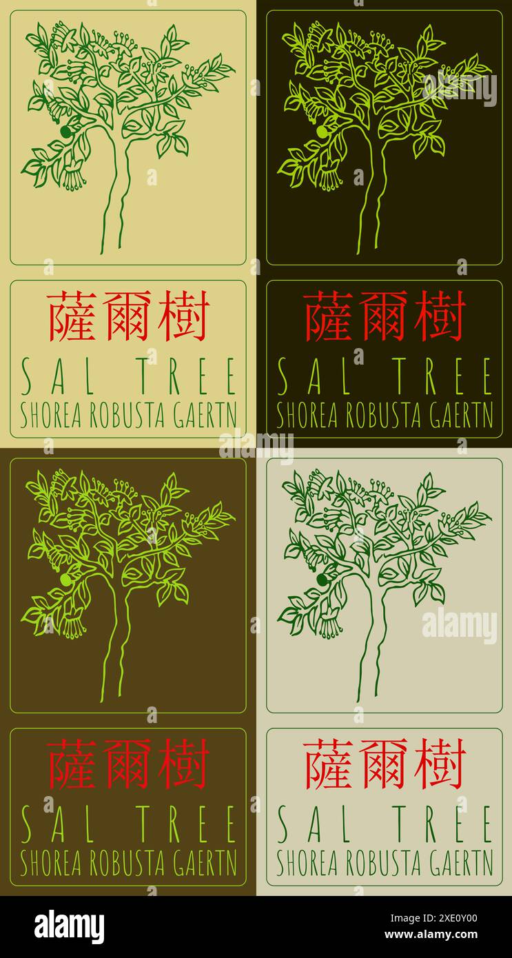 Set of vector drawing SAL TREE in Chinese in various colors. Hand drawn illustration. The Latin name is SHOREA ROBUSTA GAERTN. Stock Vector