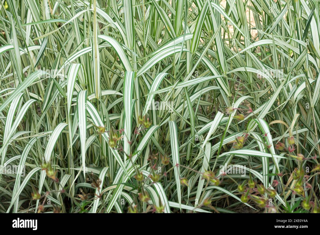 Perennial reed grasses hi-res stock photography and images - Alamy
