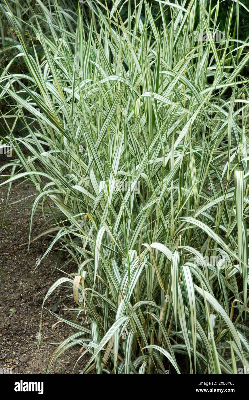 Phalaris Arundinacea Feeseys Form Hi res Stock Photography And Images Phalaris Arundinacea Feeseys Form Hi res Stock Photography And Images