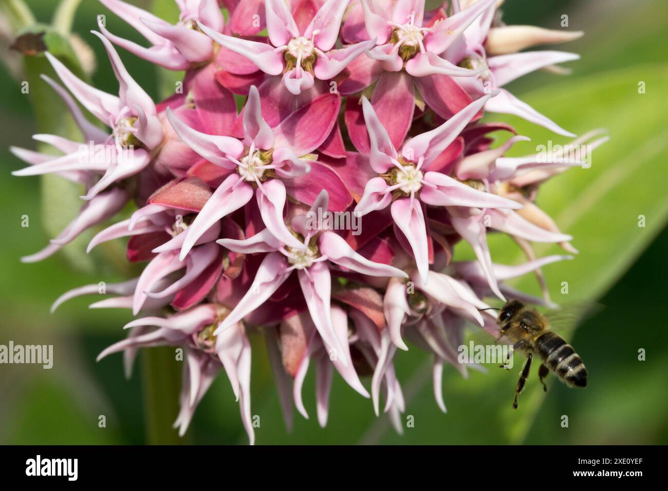 Honey Bee flying to flower Wild Milkweed, Showy Milkweed Asclepias speciosa Stock Photo