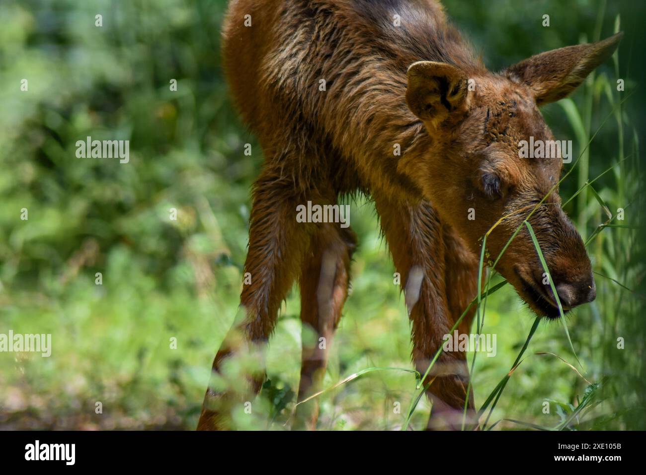 A young moose in the gras Stock Photo