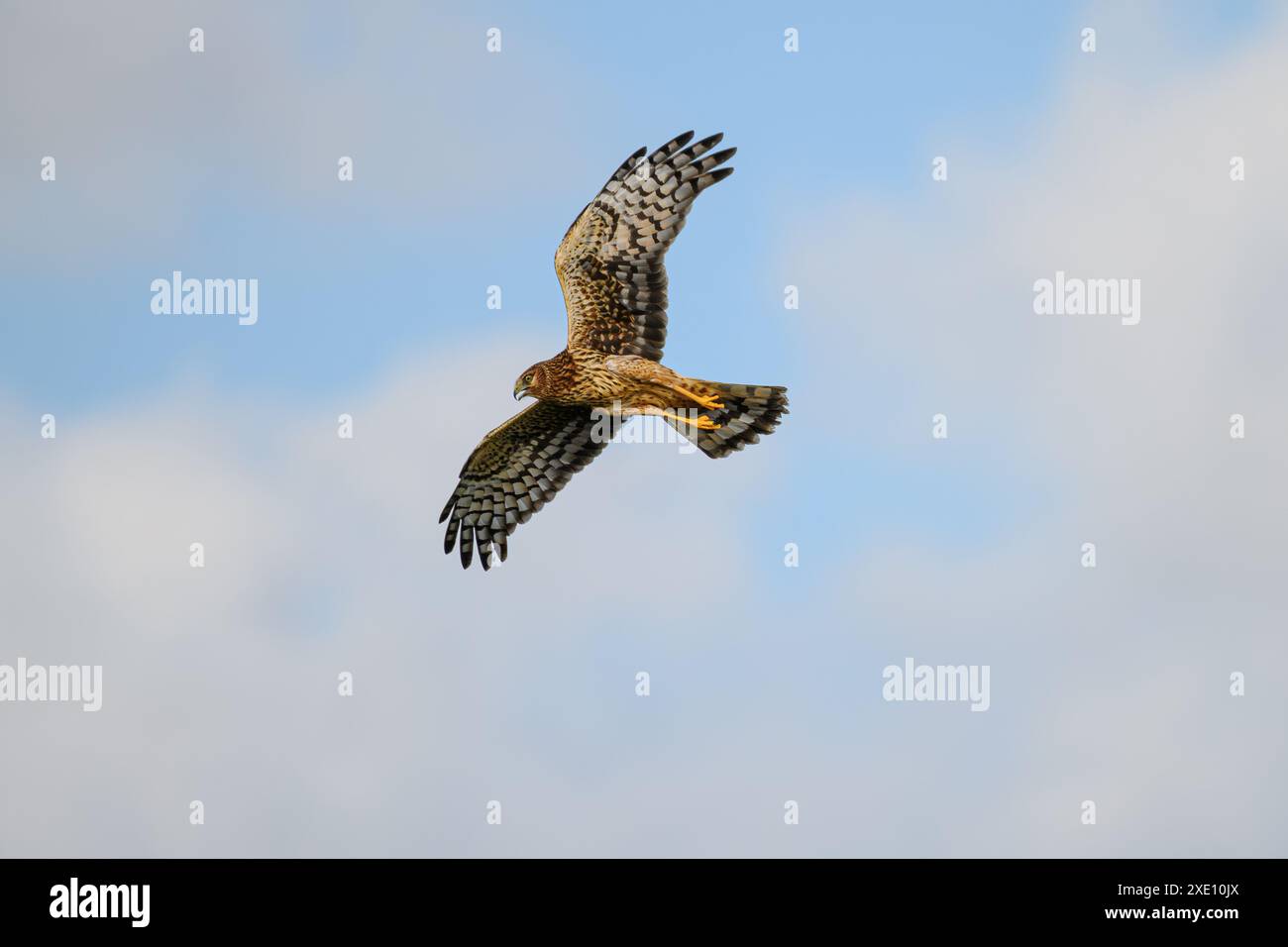 Northern harrier flying above hi-res stock photography and images - Alamy