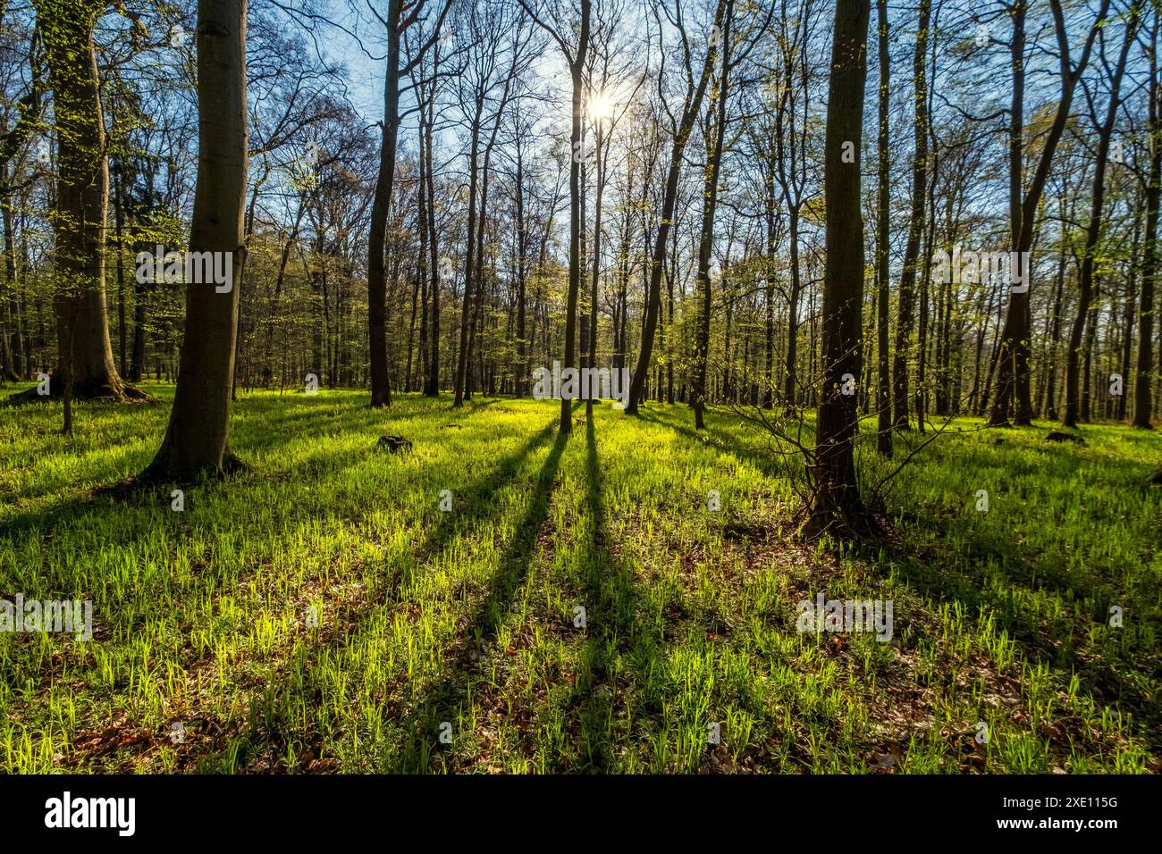 Landscape in spring forest with shadows Stock Photo