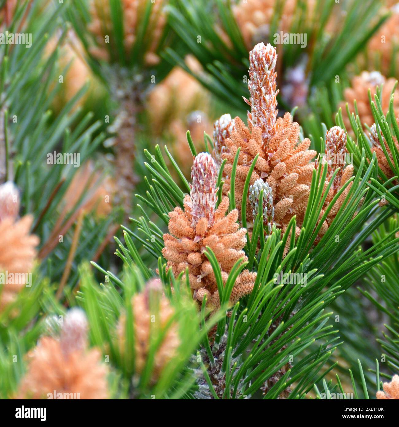 Mountain pine with cones in early spring Stock Photo