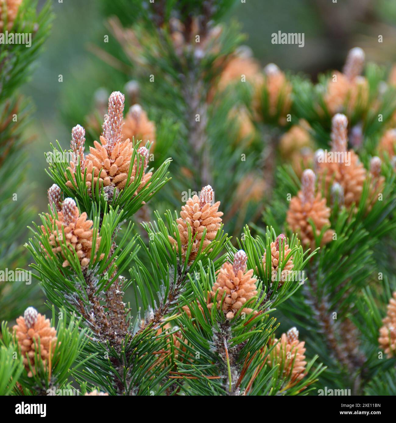 Mountain pine with cones in early spring Stock Photo