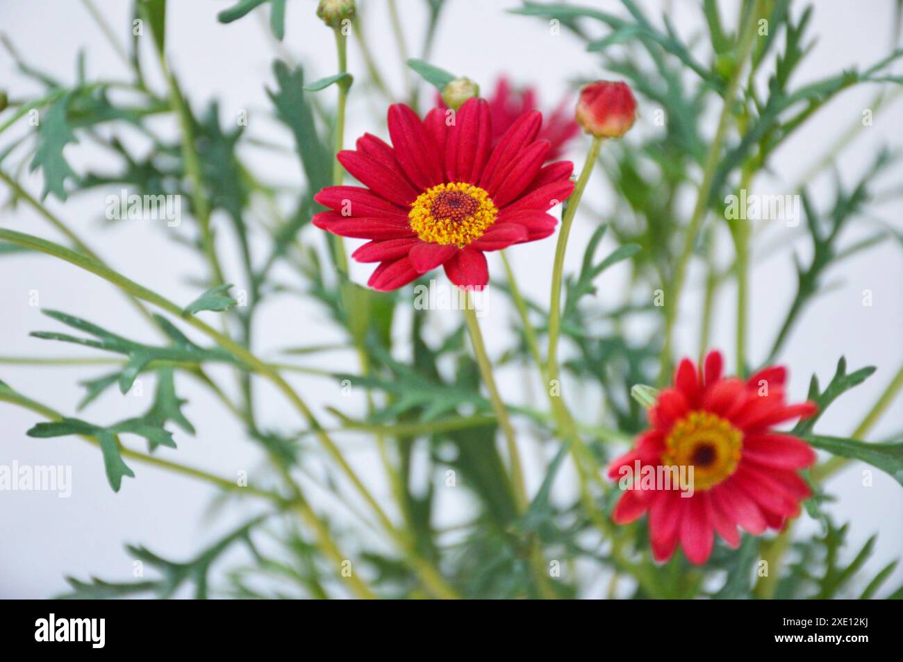 Clipart Marguerite Rouge