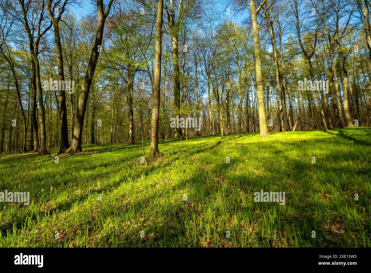 Landscape in spring forest with shadows Stock Photo