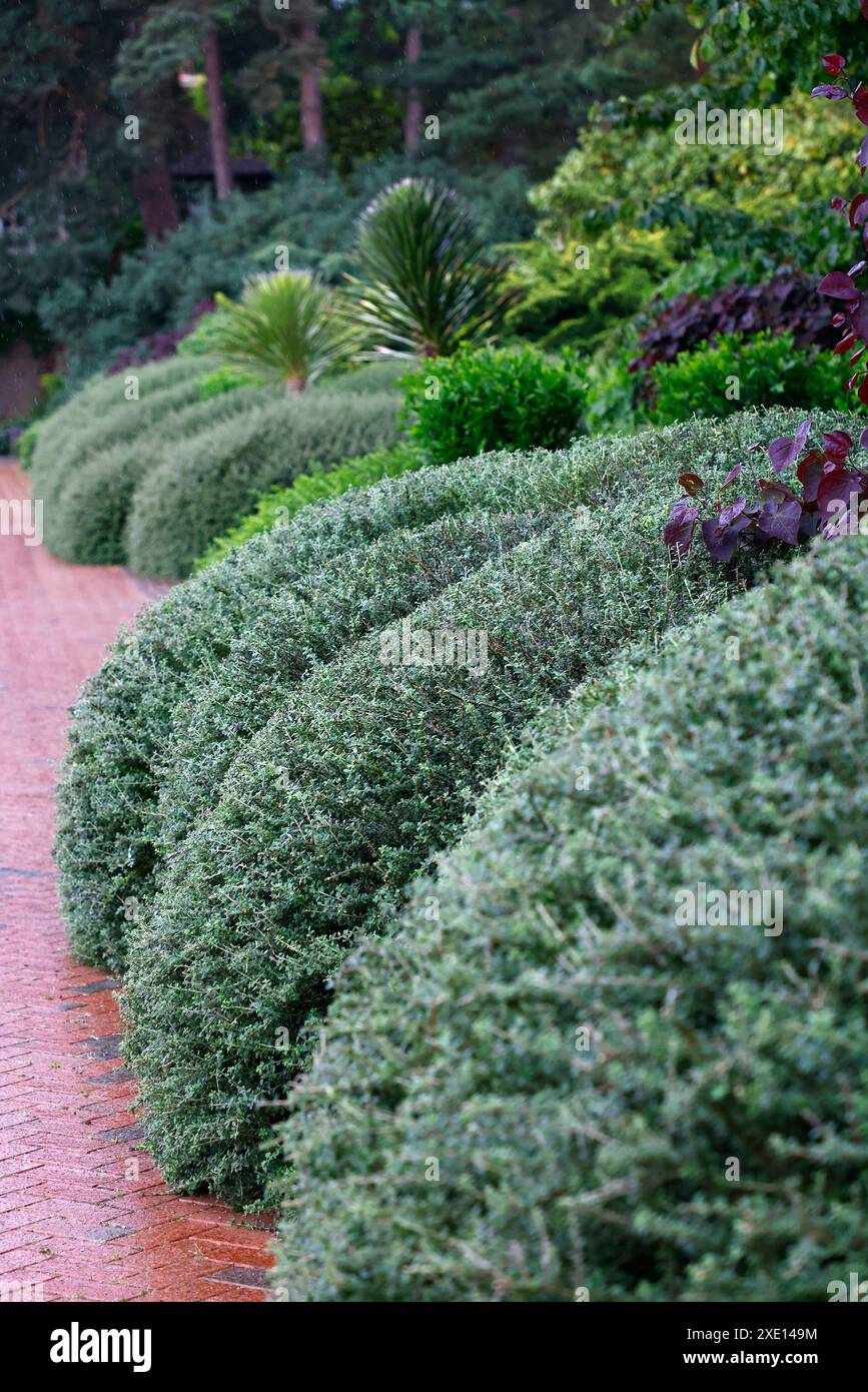 Lonicera nitida hi-res stock photography and images - Page 2 - Alamy