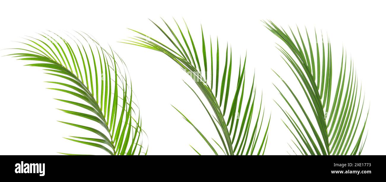 Green coconut palm leaves isolated on white, set Stock Photo