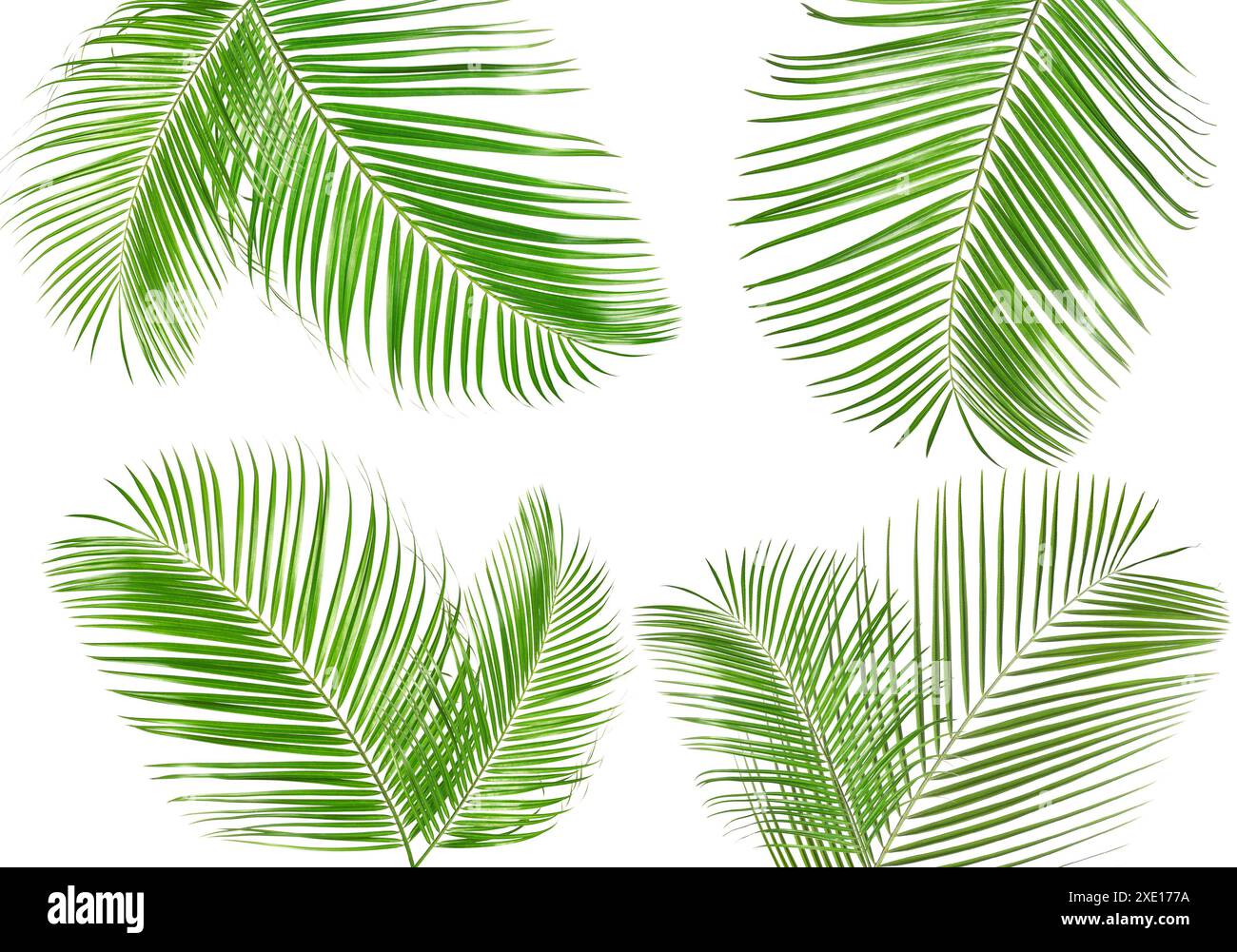 Green coconut palm leaves isolated on white, set Stock Photo