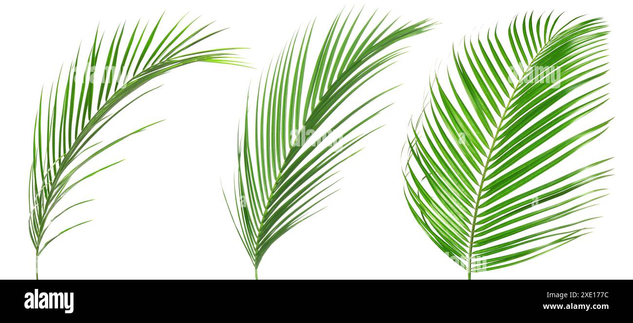 Green coconut palm leaves isolated on white, set Stock Photo