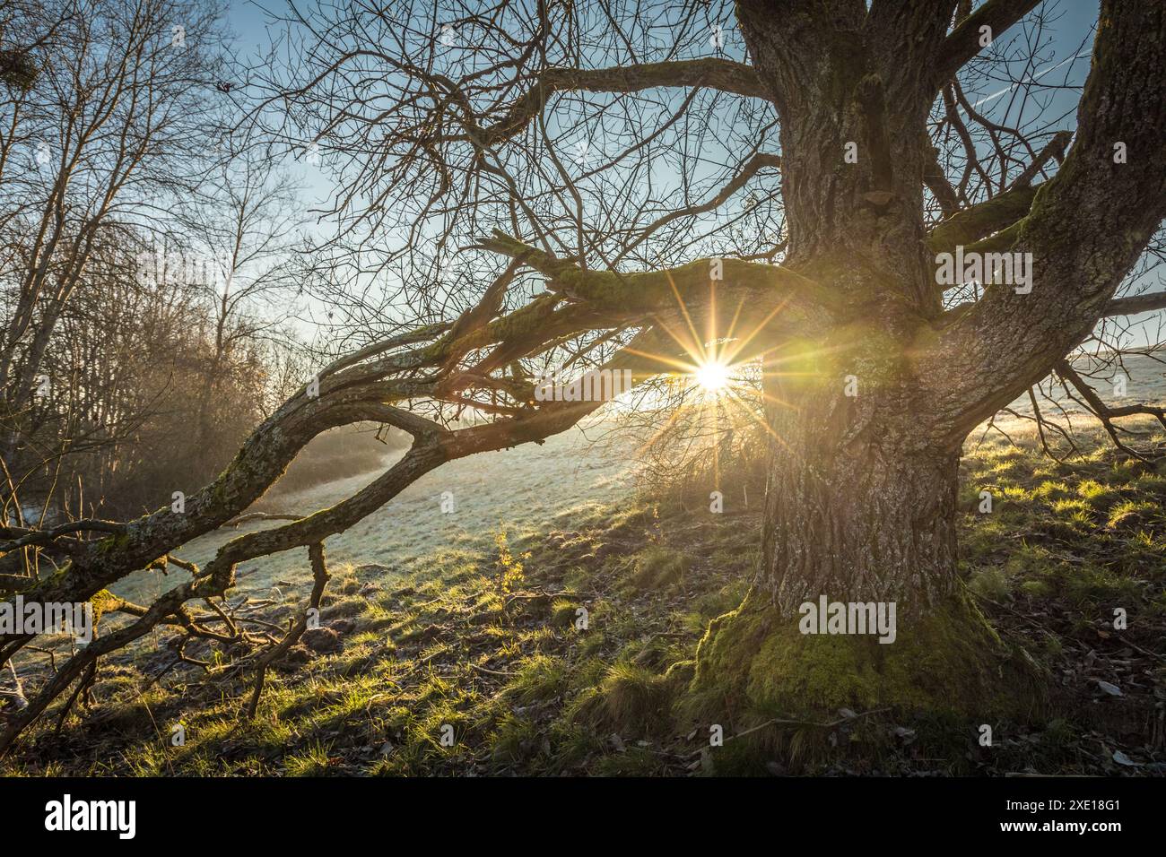 Walnut tree in nature hi-res stock photography and images - Alamy