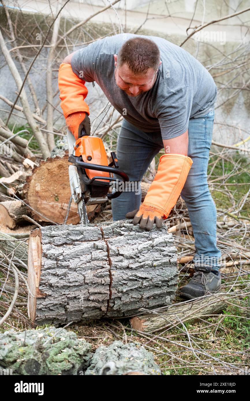 lumberjack on a ladder for cutting a tree Stock Photo