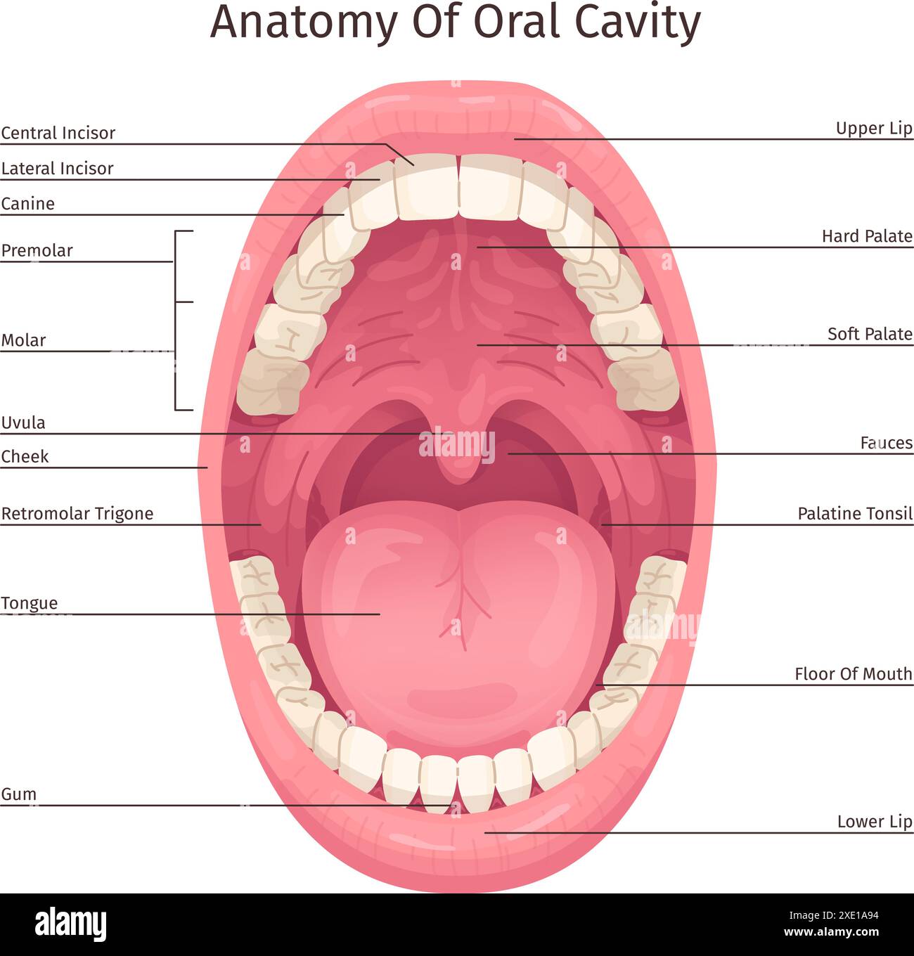Mouth Structure Pharynx Anatomy And Medical Illustration 5 500  Human