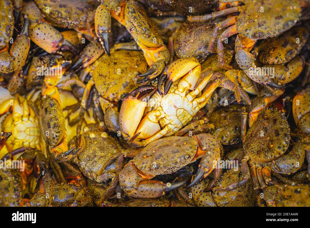 Freshly Caught Crabs at Market Stock Photo - Alamy