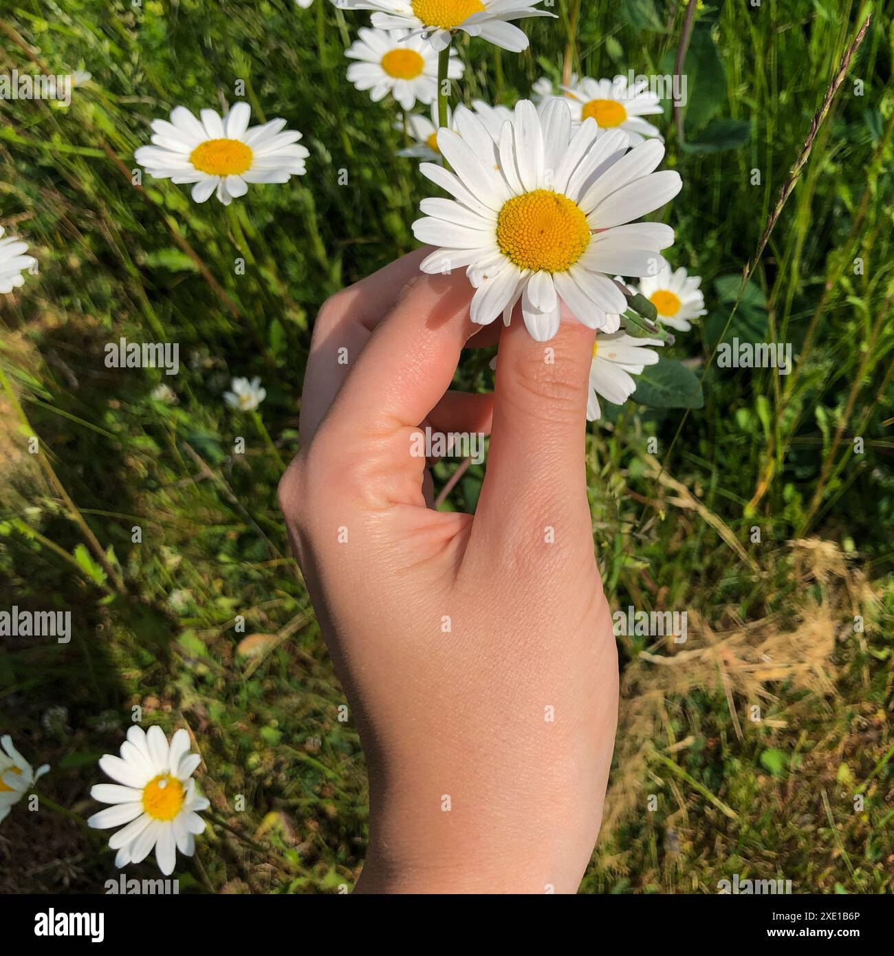 Picking flowers in the summer Stock Photo
