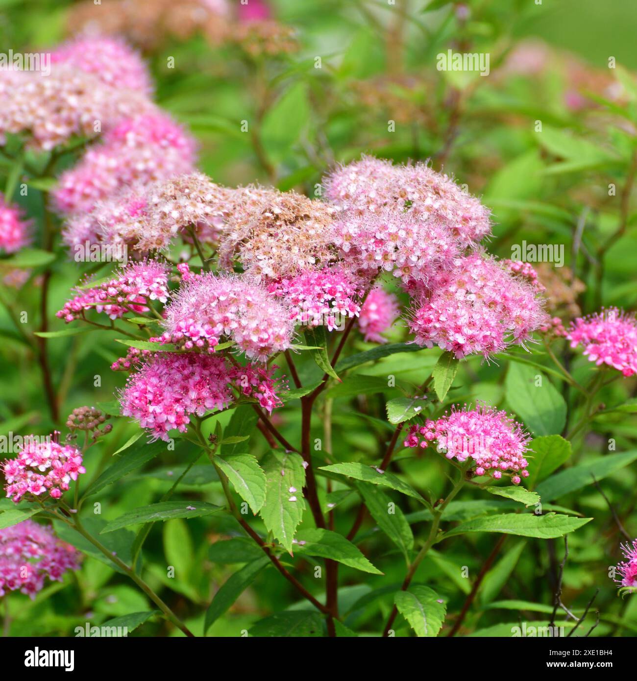 Spirea Japonica blooms profusely in the spring Stock Photo - Alamy