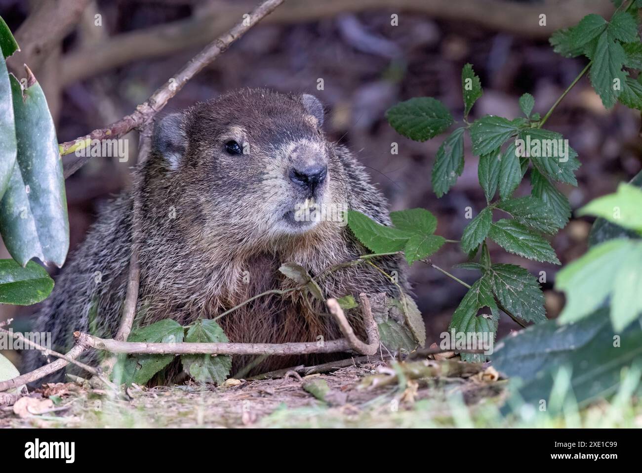 Groundhog (Marmota monax) - Brevard, North Carolina, USA Stock Photo