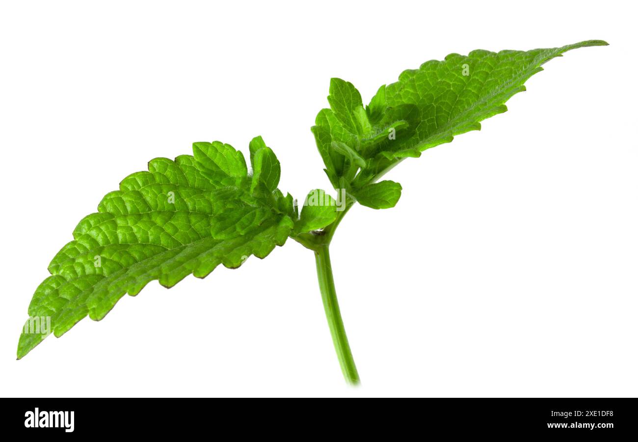 Lemon balm leaves isolated on white background. Stock Photo