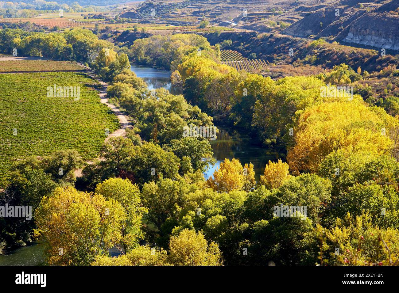 Vineyards in autumn, Ebro River, La Estrella Monastery, San Asensio, La Rioja, Spain, Europe. Stock Photo