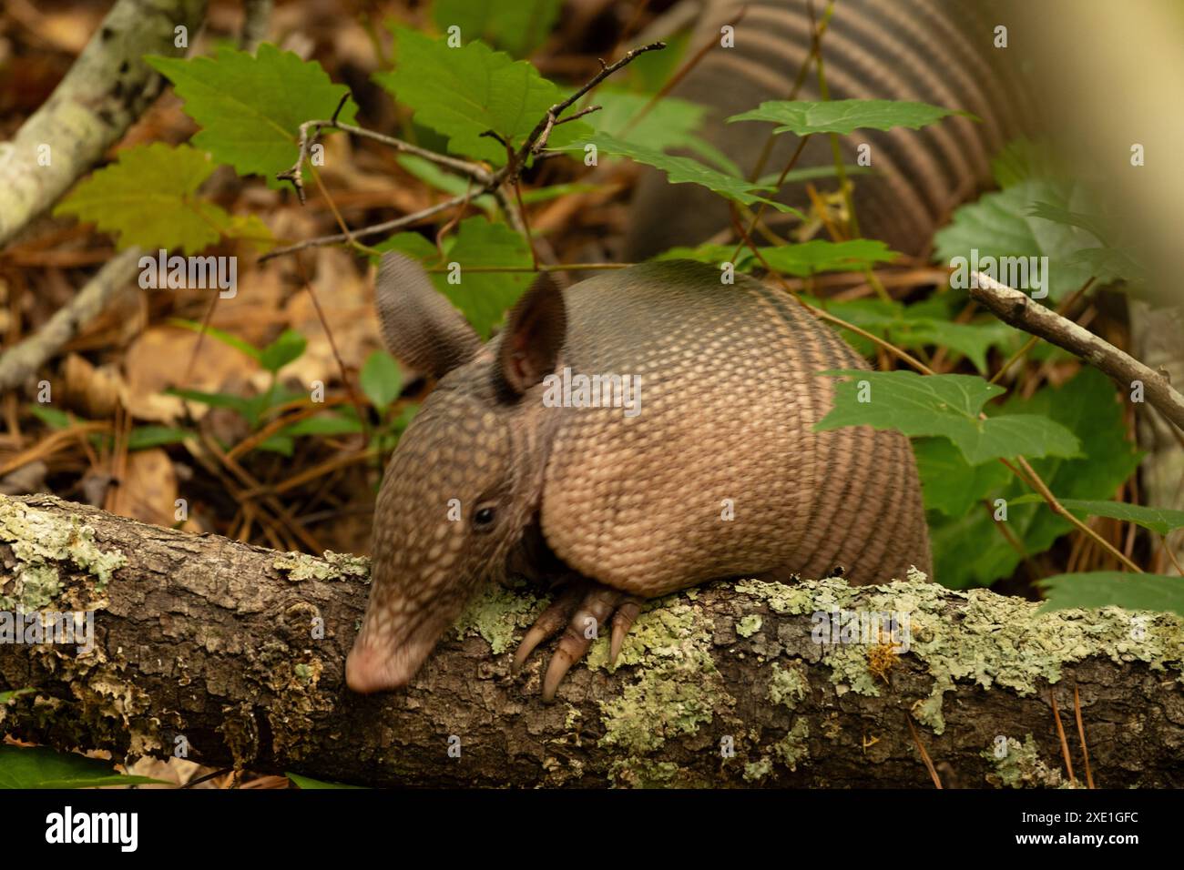 Armadillo in the Magnolia Springs state park in Georgia Stock Photo