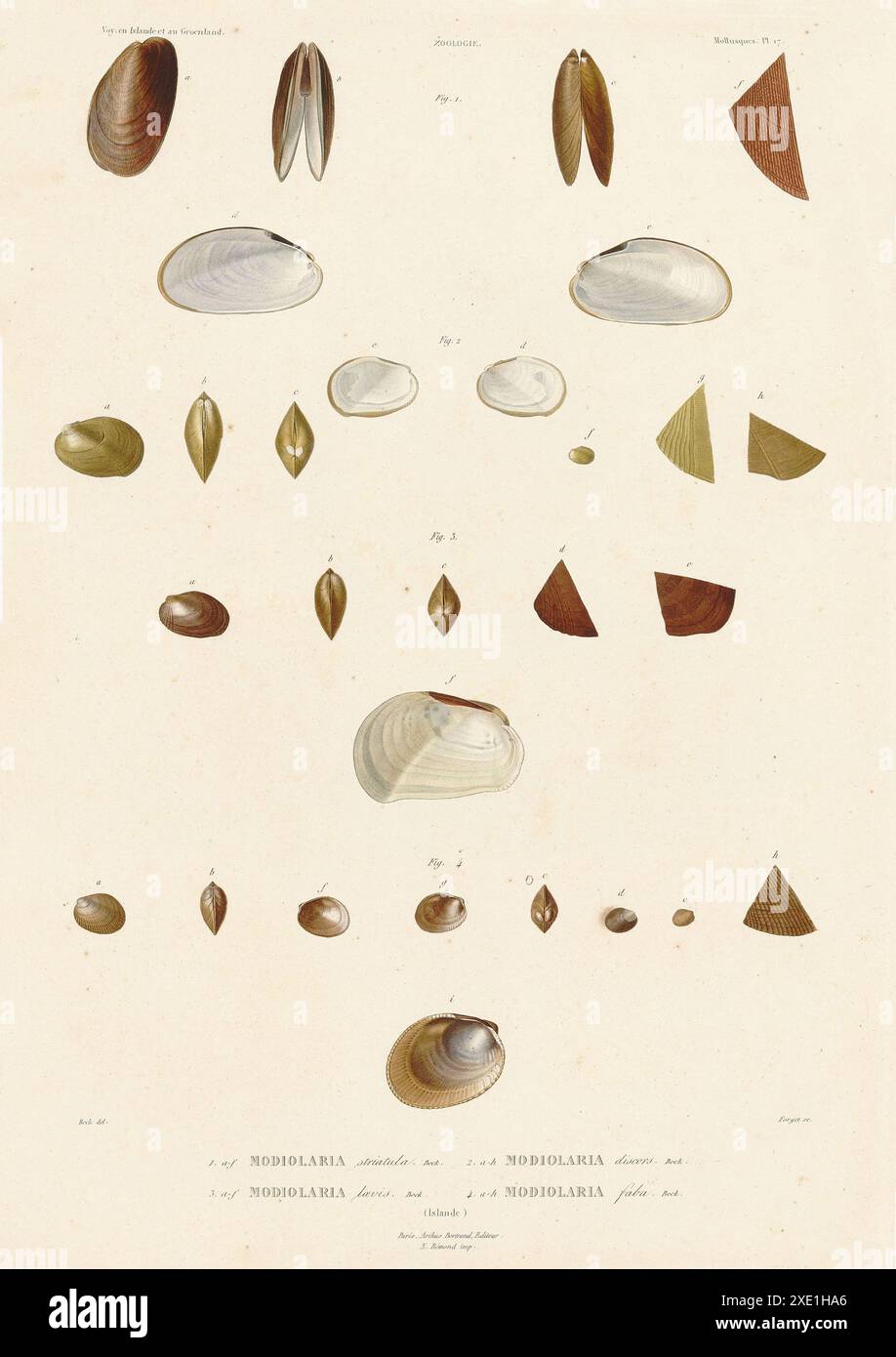 Plate showing different types of modiolus (bivalve molluscs ...