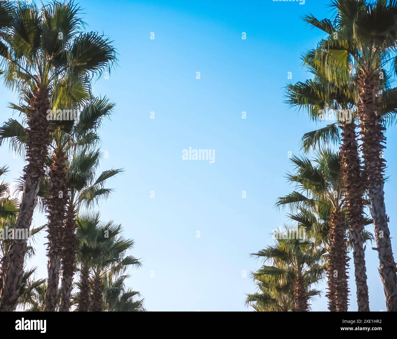 Sky kissed palm trees hi-res stock photography and images - Alamy