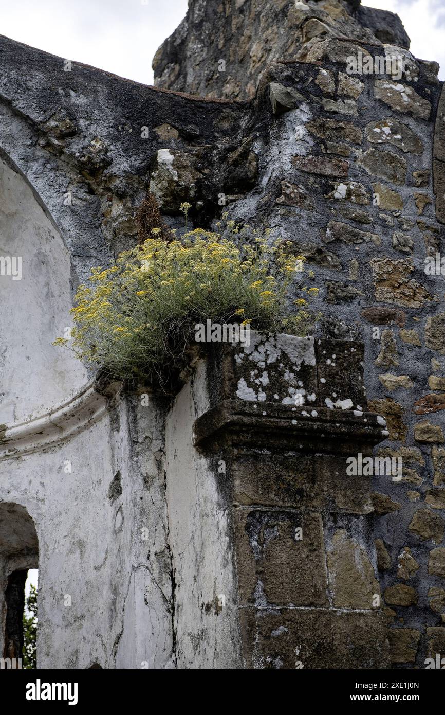 Flowers growing out wall hi-res stock photography and images - Alamy