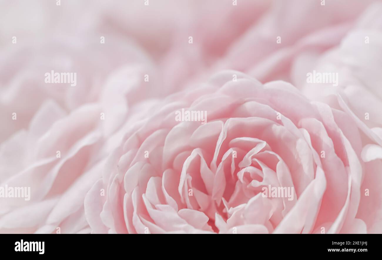 Pale pink roses close up hi-res stock photography and images - Alamy