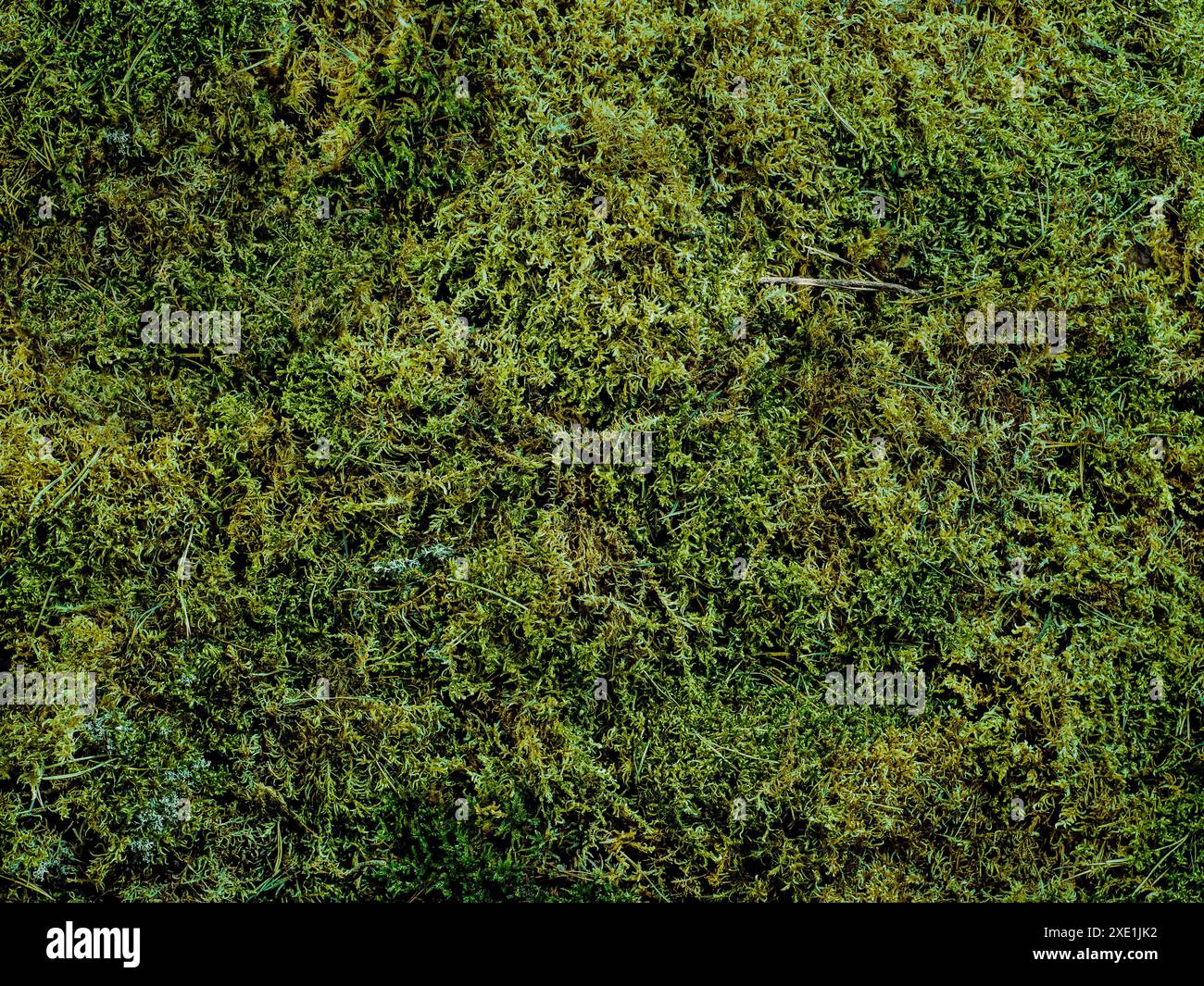 Moss background with copy space Stock Photo